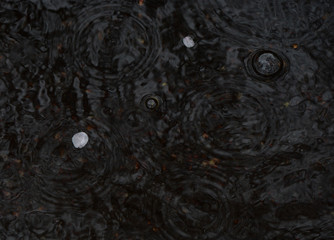 水たまりに浮く桜のはなびら