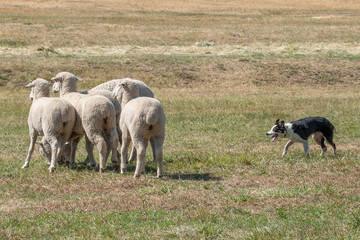 Sheep Dog at Work