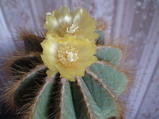 цветок нотокактуса