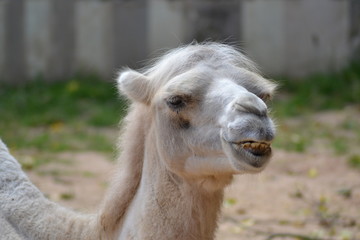 Fototapeta premium zoo