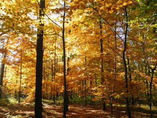 Blick in den herbstlichen Wald mit gelben Blättern