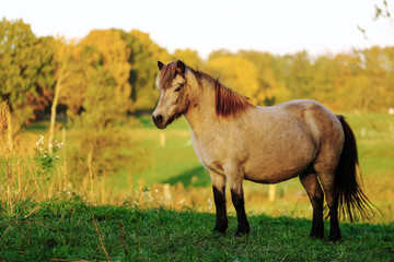 Obraz premium Icelandic horses amongst old ruins in country side
