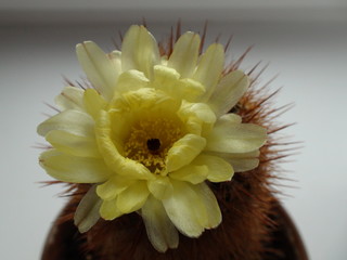 цветок кактуса