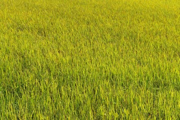 green and yellow rice in field for background