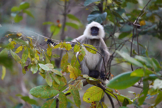 Langur monkey sit in tree with green leaves