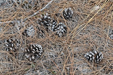 lots of pine cones on ground