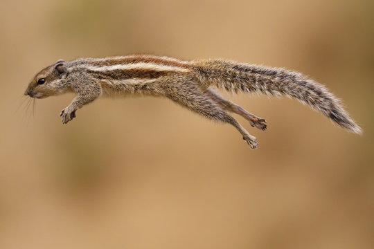 Jumping squirrel