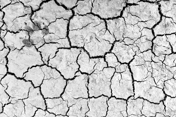 dog foot print on dry soil for background