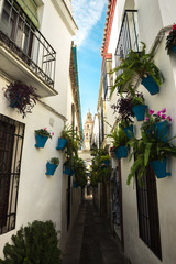 Famous street of flowers with pots full of flowers in Cordoba