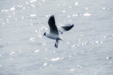 Seagulls over the sea.