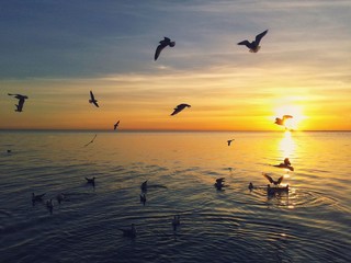Seagulls over the sea.