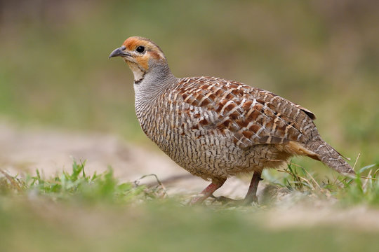 Grey francolin in India