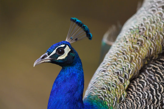 Portrait of colorful peacock