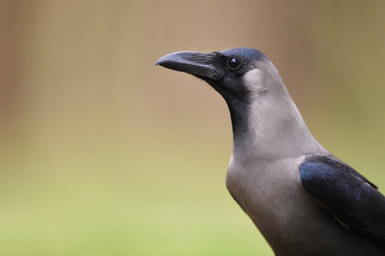 Indian jungle crow, Corvus culminatus, in Keoladeo Ghana National Park, Bharatpur, Rajasthan, India