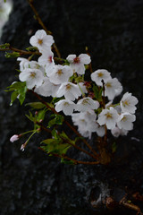 雨に打たれる桜