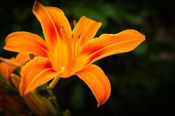 Obraz premium orange flower in the garden