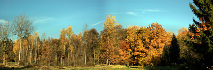 Fototapeta premium Goldener Oktober am Waldrand, bunte Laubbäume und blauer Himmel; Panoramabild