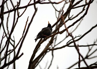 Starling on the tree at spring
