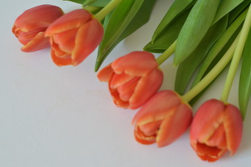 spring flowers banner - bunch of multi colored red orange yellow pink tulip flowers on white background
