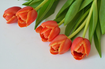 spring flowers banner - bunch of multi colored red orange yellow pink tulip flowers on white background