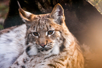 Luchs in der Sonne