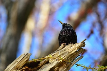 Starling on the tree at spring