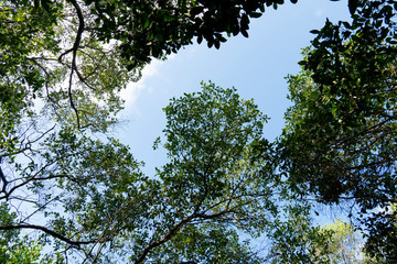 Looking from the bottom to the top of the tree to sky. Mangrove forest.