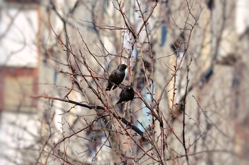 Starling on the tree at spring