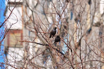 Starling on the tree at spring