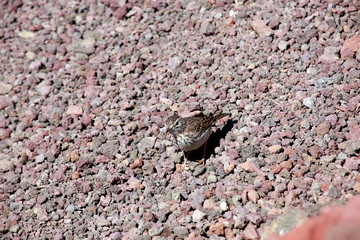 Kanarenpieper (Anthus berthelotii, Syn. Bisbita caminero)