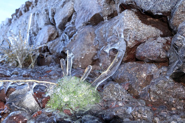 Blumen, umhüllt mit Eis vom Nachtfrost