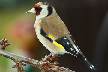  Goldfinch on a branch. East Moravia. Europe.
