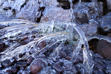 Blumen, umhüllt mit Eis vom Nachtfrost