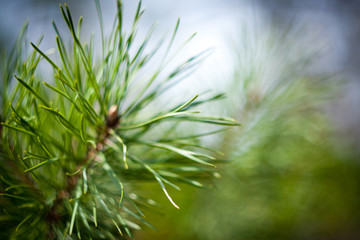 pine branch close-up