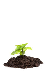 Young plant in ground on white background