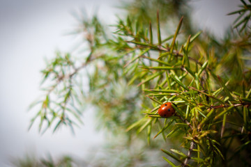 ladybug on a spruce tree