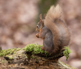 squirrel eating nut