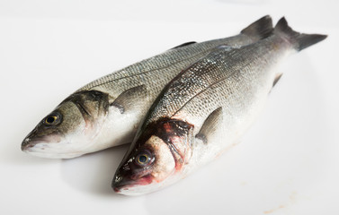 Raw European bass fish