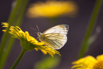 Obraz premium butterfly on flower