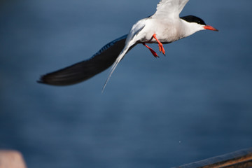 seagull in flight