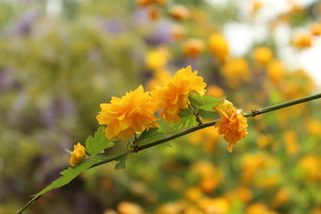 Yellow flowers in the park