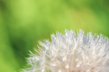 Beautiful close-up of abstract dew diamond drops on a one white dandelion with variable focus and blurred background in the rays of the rising sun on the green field. Blur and soft focus.