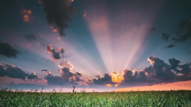 Summer Sunset Evening Above Countryside Rural Wheat Field Landscape. Scenic Dramatic Sky With Rain Clouds On Horizon. Agricultural And Weather Forecast Concept