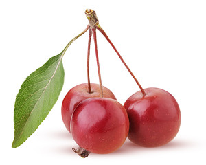 Paradise apples, three on a branch with leaf