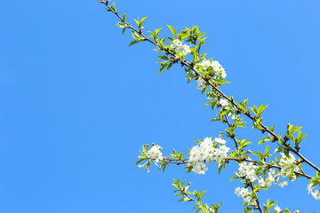 Beautiful blooming flowers on tree branch
