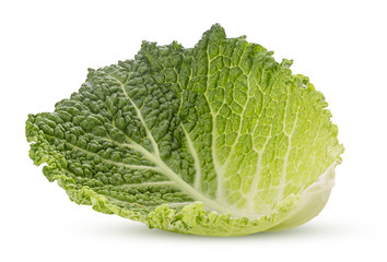 Fresh green leaf young savoy cabbage