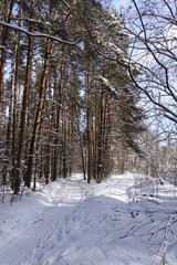 Sunny winter day in a pine forest. Tall pines. Sunny shadows on the snow.