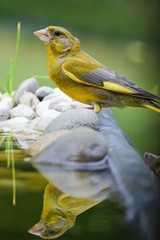 Greenfinch on the stones by the water.  East Moravia. Europe.