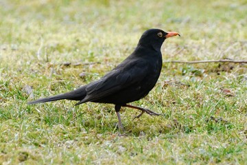The male blackbird (Turdus merula) on the lawn.  East Moravia. Europe.