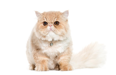 Persian cat sitting in front of white background